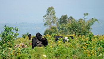 African national parks, Wilderness adventure, Breathtaking landscapes, Wildlife encounters HD wallpaper