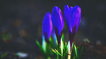 Crocuses, blue, spring, petals, blossoms, garden HD wallpaper