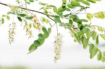 Branch, Locust Flower HD wallpaper