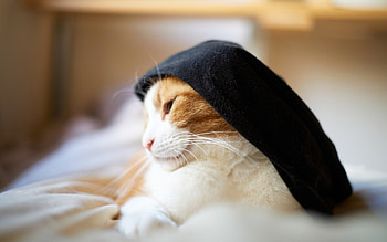 Cat, kitten, kitty, cats, cute, beautiful, paws, sleeping, cat face, pretty, animals, face, lovely, hat HD wallpaper
