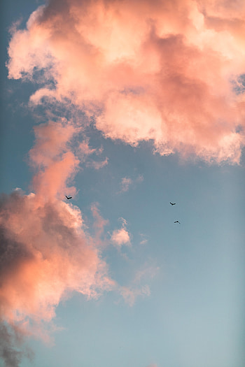 Nature, Birds, Sky, Pink, Clouds HD phone wallpaper