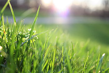 Macro shot of lush green grass with sunlight creating a warm, serene atmosphere. HD wallpaper