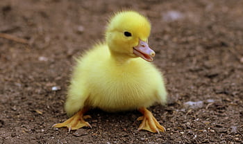 Cute yellow duckling sits on earthy ground, capturing innocence and natural beauty. HD wallpaper