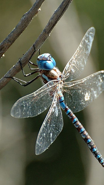 Dragonfly, Wings HD phone wallpaper