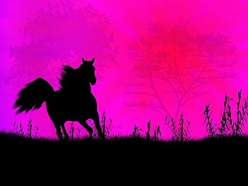 Black wild horse against a colorful sunset, pink, horse HD wallpaper