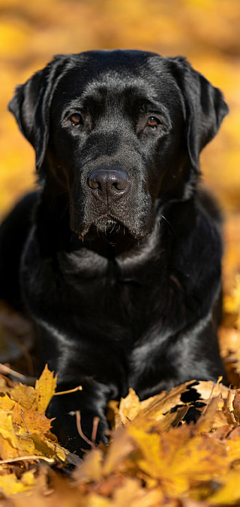 Labrador Retriever, Loyal companions, Adorable animals, Nature's best friends HD phone wallpaper