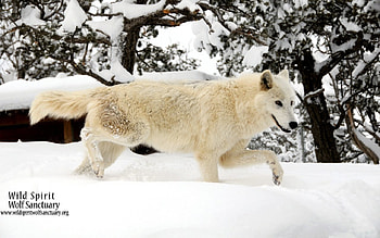 Snow wolf, white, timber, saying, black, wolves, , wolf, canislupus, howling, wolf art, wisdom HD wallpaper