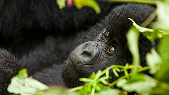 Rwanda travels, Wildlife tours, African adventure, Safaris in Rwanda HD wallpaper