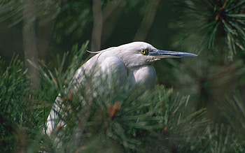 Animals, Heron, Bird, Beak, Greens, Sight, Opinion, Thickets, Thicket HD wallpaper