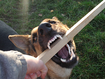 dog playing, dog, teeth, bite, angry HD wallpaper