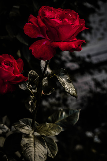 Flowers, Rose Flower, Rose, Bud, Bloom, Flowering, Garden HD phone wallpaper