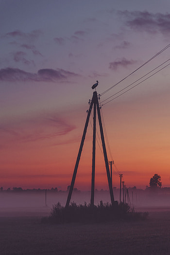 Twilight, Dark, Fog, Dusk, Pillar, Post, Stork HD phone wallpaper