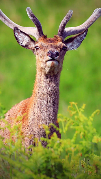 Deer , High quality backgrounds, , Wildlife HD phone wallpaper