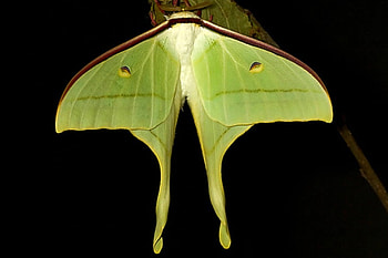 Amazing Moth, cool, amazing, moth HD wallpaper