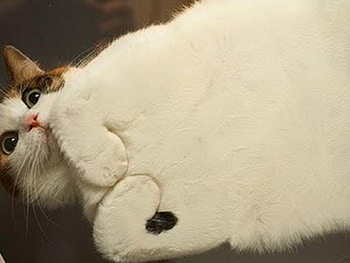 Cat, kitten, sweet, kitty, cats, cute, beautiful, paws, beauty, cat face, pretty, animals, face, lovely, hat HD wallpaper