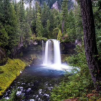 Tree, , Waterfall, Forest, Waterfalls HD phone wallpaper