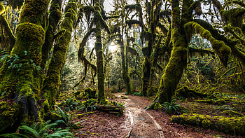 Hoh, Rainforests HD wallpaper