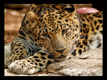 Leopard, animal, leopar, wildlife, zoo HD wallpaper