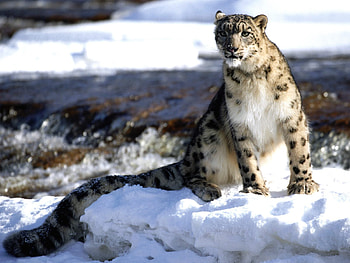 Animals, Winter, Snow Leopard, Snow HD wallpaper