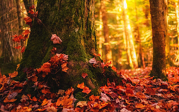 Autumn Forest, Michigan, leaves, usa, sunlight, fall, trees, colors HD wallpaper
