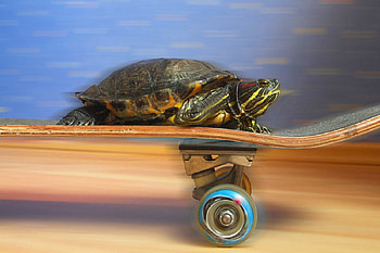 Turtle, tortoise, fast turtle, skateboard, speed, go HD wallpaper
