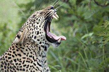 Animals, Leopard, Predator, Big Cat, Protruding Tongue, Tongue Stuck Out, Zev, Throat HD wallpaper