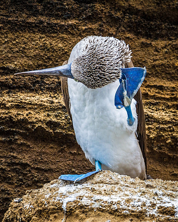 Pin, Ptaki, Blue footed booby, Bird HD phone wallpaper