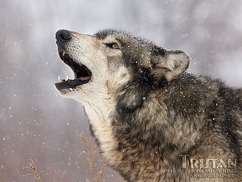 Grey Wolf Howls in the Snow, howling, snow, nature, grey wolf, tristain HD wallpaper