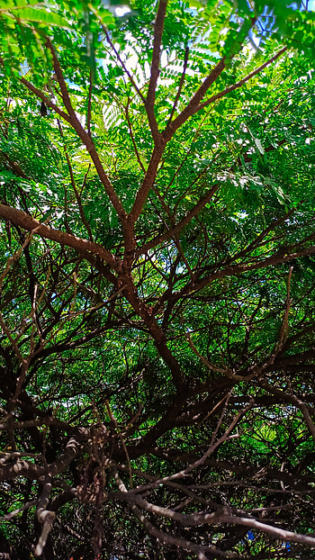 Green Paradise, sunlight, tree, green, nature, outdoor HD phone wallpaper