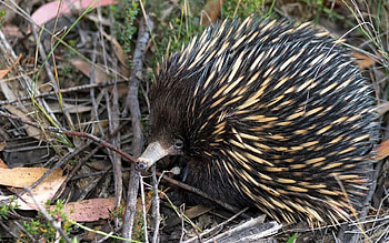 Elusive echidna, Population tracking, Living Atlas Australia, Conservation efforts HD wallpaper