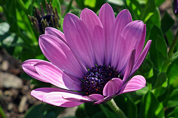 Daisy, purple flower, close up HD wallpaper