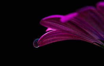 Flower, Macro, Petals, Close-Up, Drop HD wallpaper