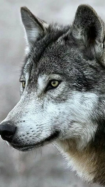 Wolf, Animal HD phone wallpaper