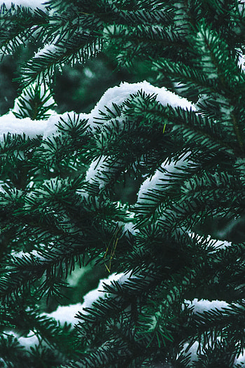 Winter, Nature, Needle, Snow, Bush, Branch, Fir, Spruce HD phone wallpaper