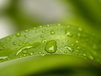 Grass, Drops, Macro, Dew HD wallpaper