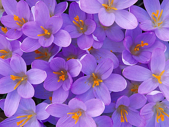 Plants, Flowers, Violet HD wallpaper