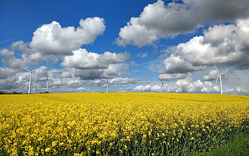 Wind Turbines in Rapeseeds, clouds, wind turbines, rapeseed, field HD wallpaper