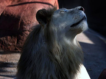 Just chilling, relaxing, head, lion, raised HD wallpaper