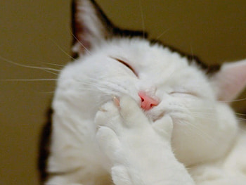 sweet smile, white, kitty, cute, furry, cat, fur, animals, felines, cuddly, funny HD wallpaper
