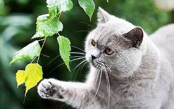 Curious gray cat, Animals, Gray, Cat, Curious HD wallpaper
