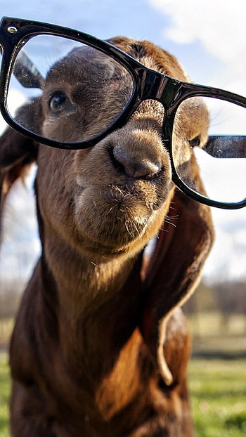 Goat with swag, excellence, Stylish attitude, Unparalleled coolness HD phone wallpaper
