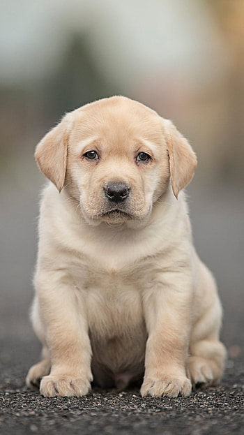 depth of field, puppy, baby animal, dog, Animal HD phone wallpaper