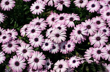 Flowers, Flower Bed, Flowerbed, Lot, Dimorphoteka, Dimorphotetics HD wallpaper