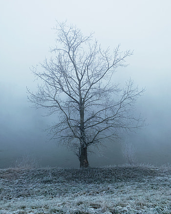 Nature, Wood, Tree, Fog, Hoarfrost, Frost, Haze HD phone wallpaper