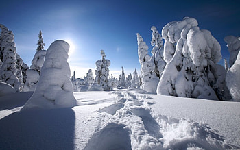 Brightness day, sunshine, winter, frost, white, morning, landscape, , pine, bright, snow, , nature, sky, sun, forest, ze HD wallpaper