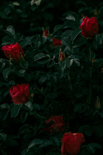Captivating dark-themed of vibrant red roses surrounded by lush green leaves in a garden. HD phone wallpaper