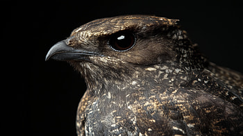 Stunning Nightjar Close-Up -, Animal, bird, Nightjar, close-up HD wallpaper
