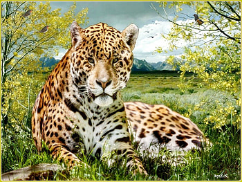 leopard resting, trees, sky, leopard, bird HD wallpaper