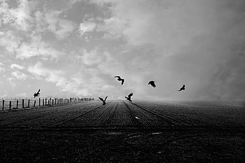 Birds, Crows, Miscellanea, Miscellaneous, Field, Bw, Chb HD wallpaper