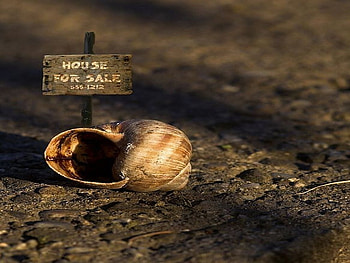 House for sale, number..., number, for sale, sale, snail, snailhouse, for HD wallpaper